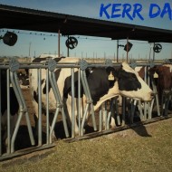 Kerr Dairy Farm