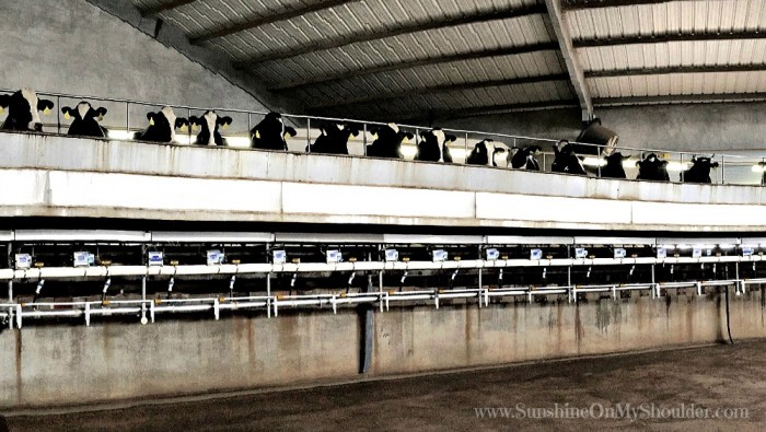 image of milking barn